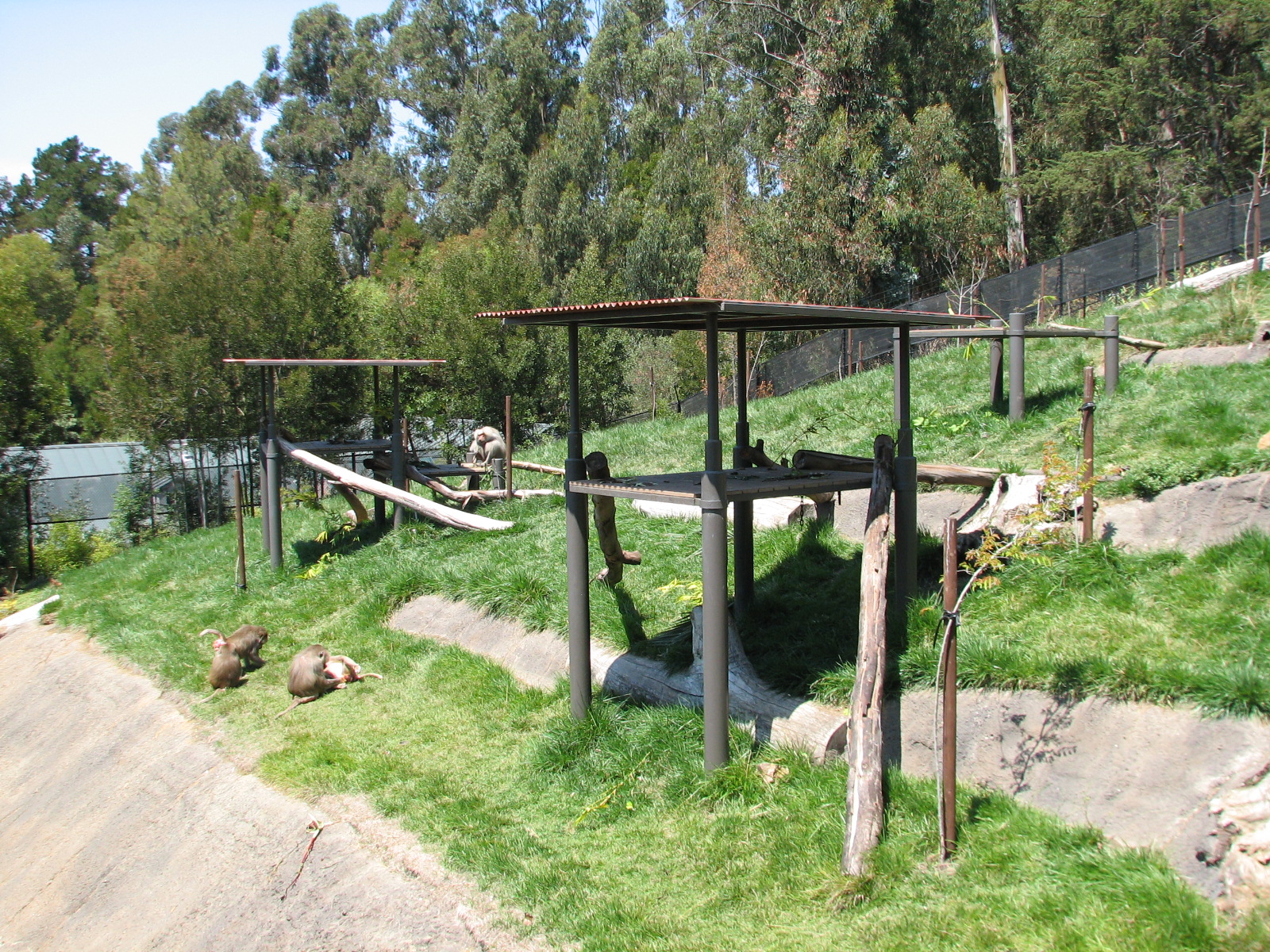 Hamadryas Baboon Exhibit
