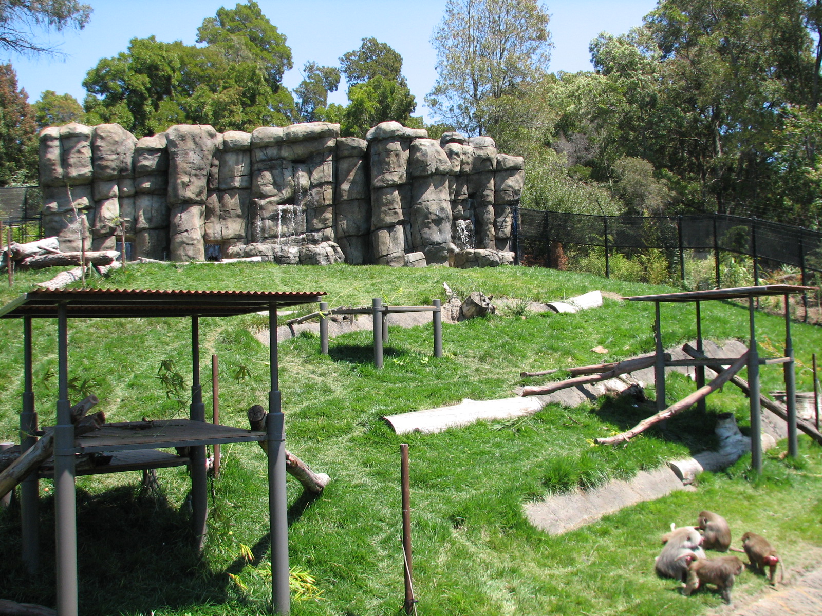 Hamadryas Baboon Exhibit