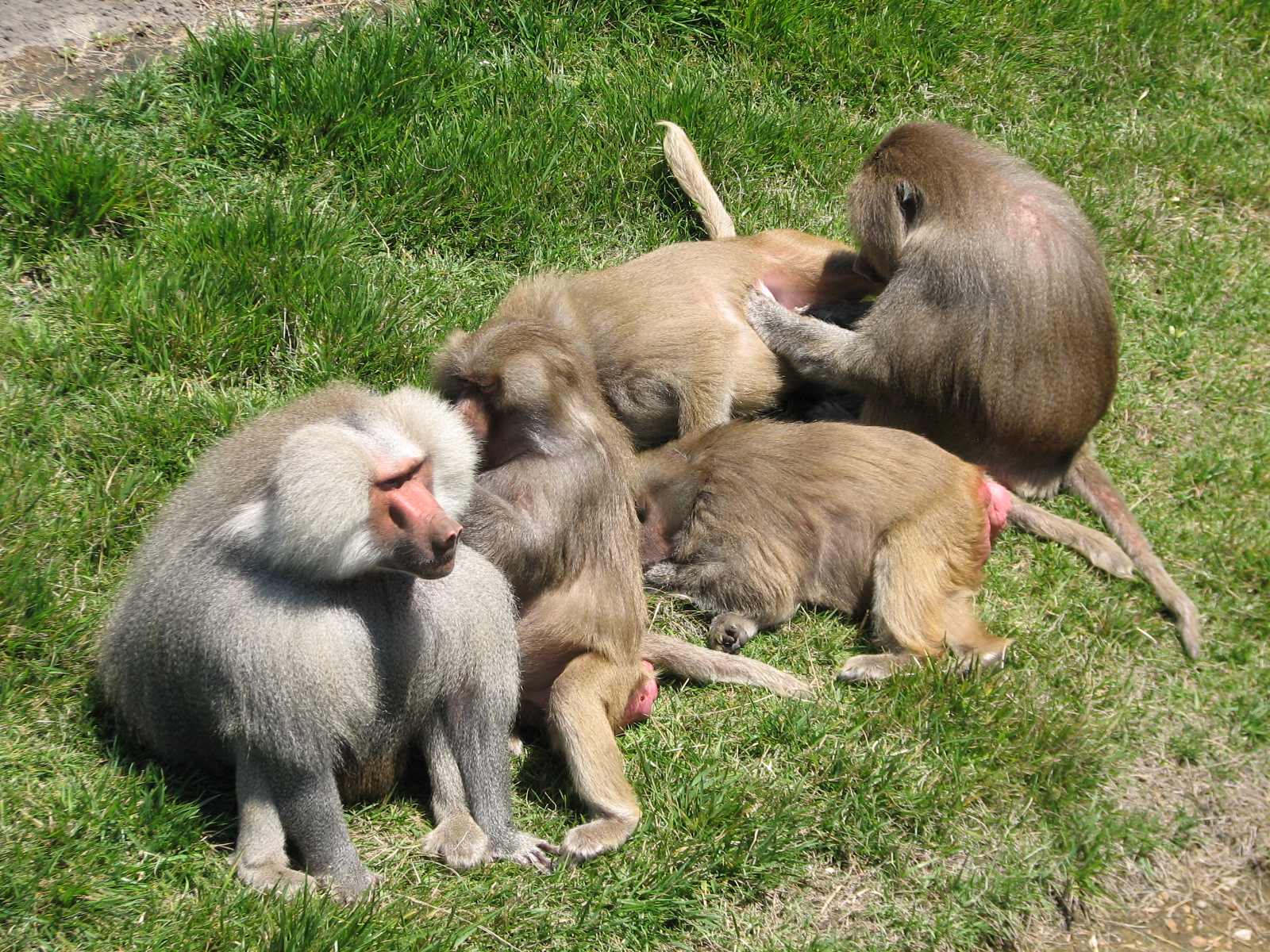 Hamadryas Baboon Exhibit