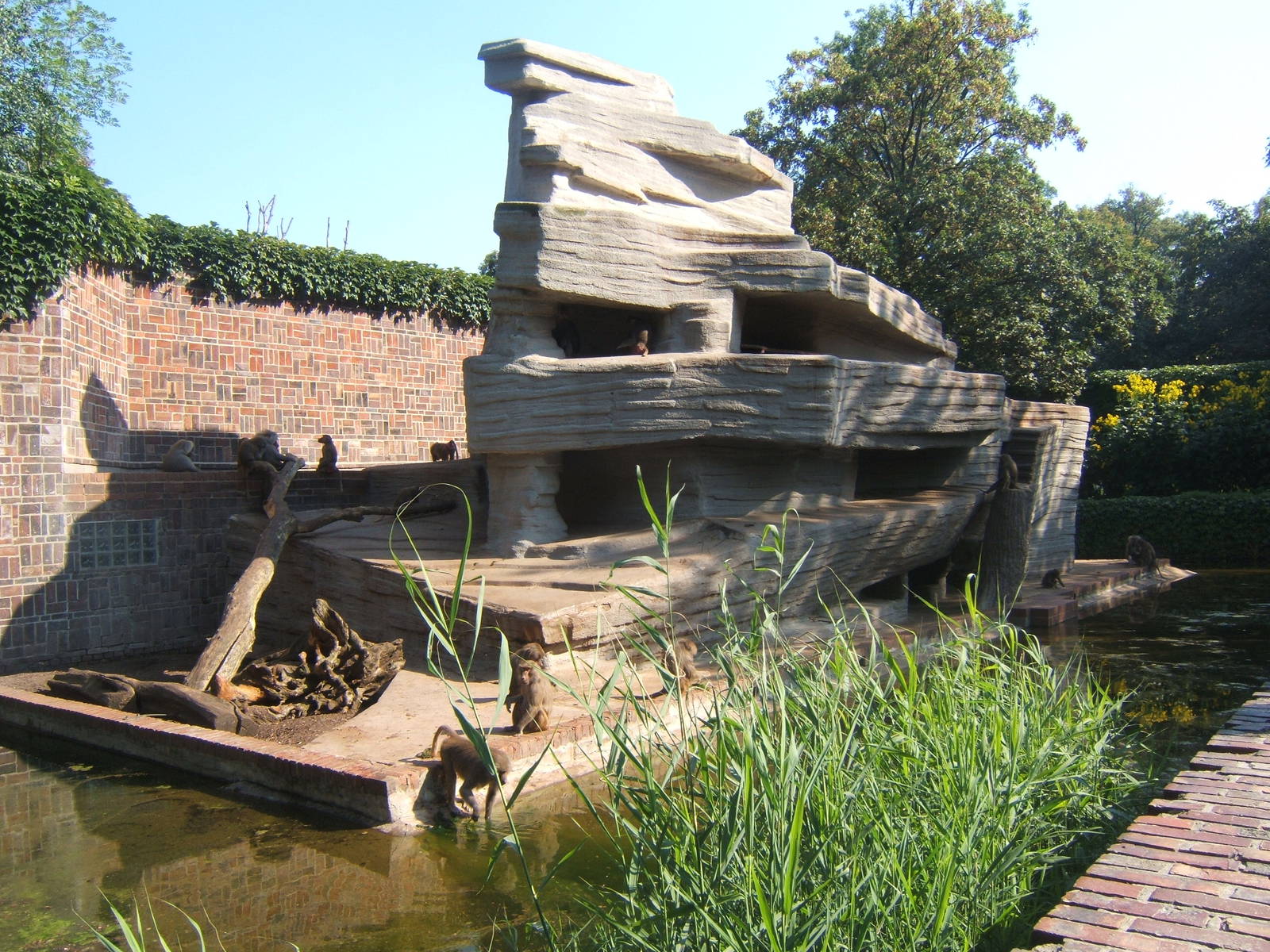 Hamadryas Baboon exhibit