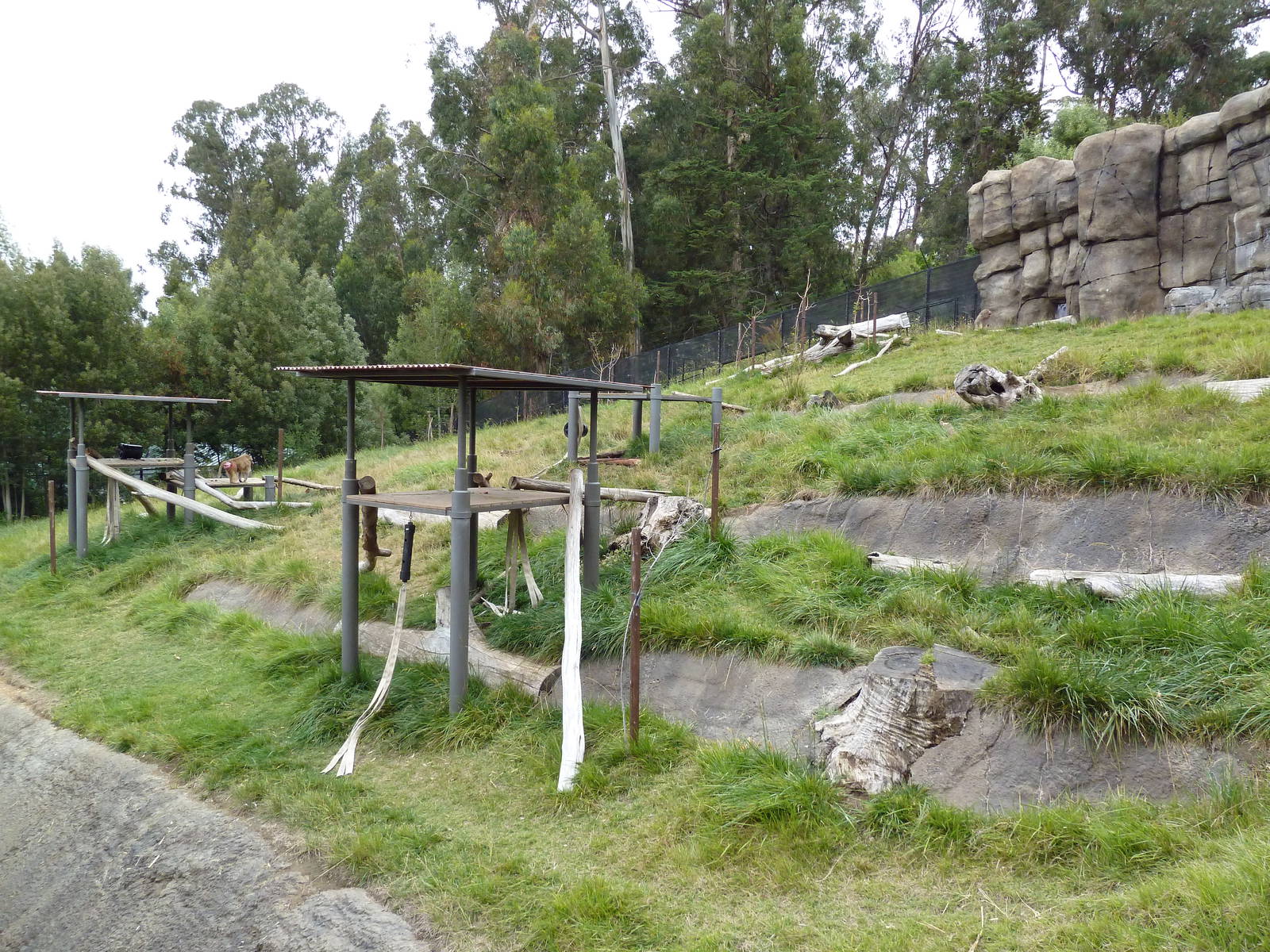 Hamadryas Baboon Exhibit