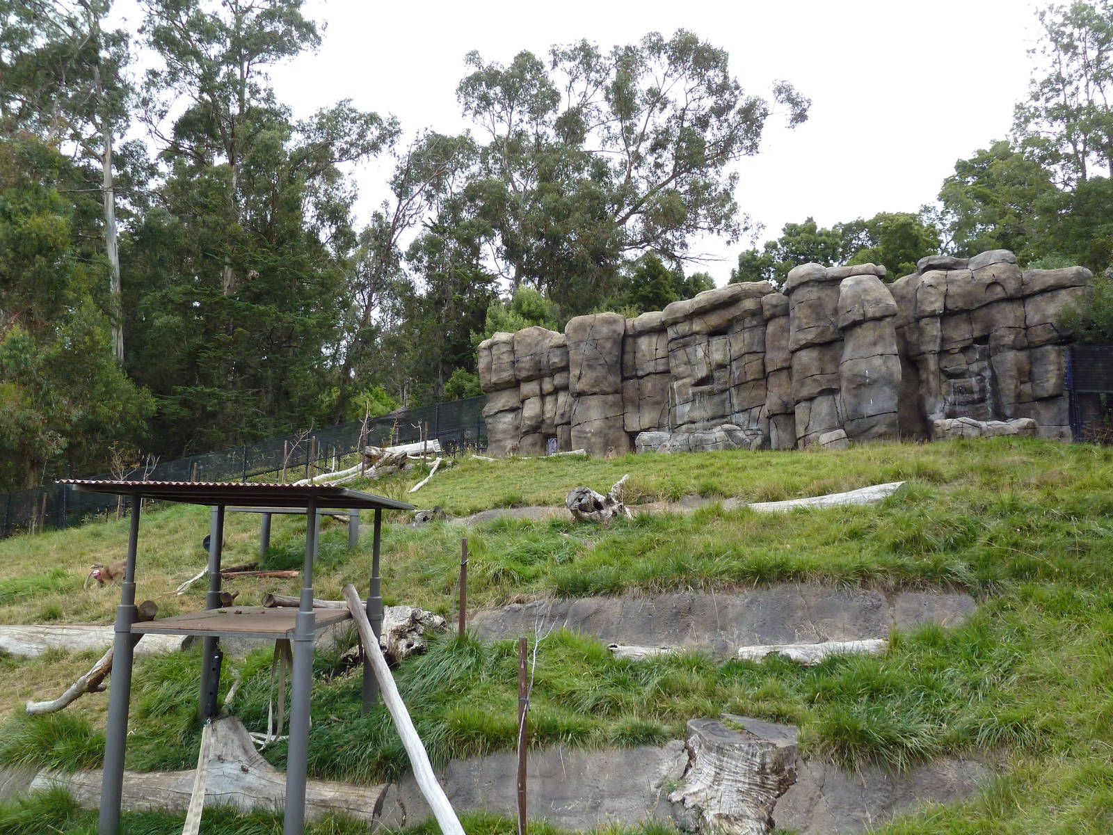 Hamadryas Baboon Exhibit