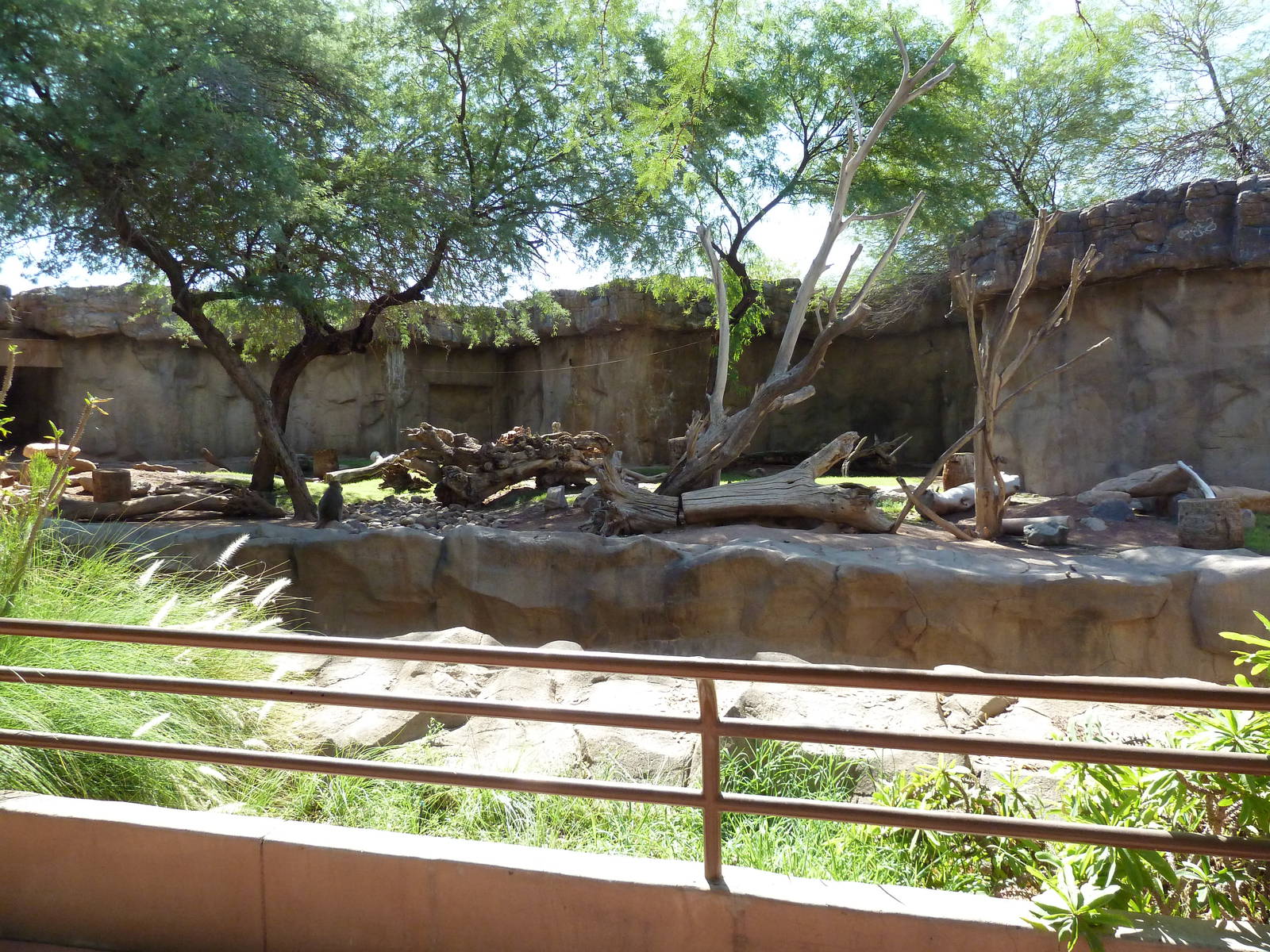 Hamadryas Baboon Exhibit