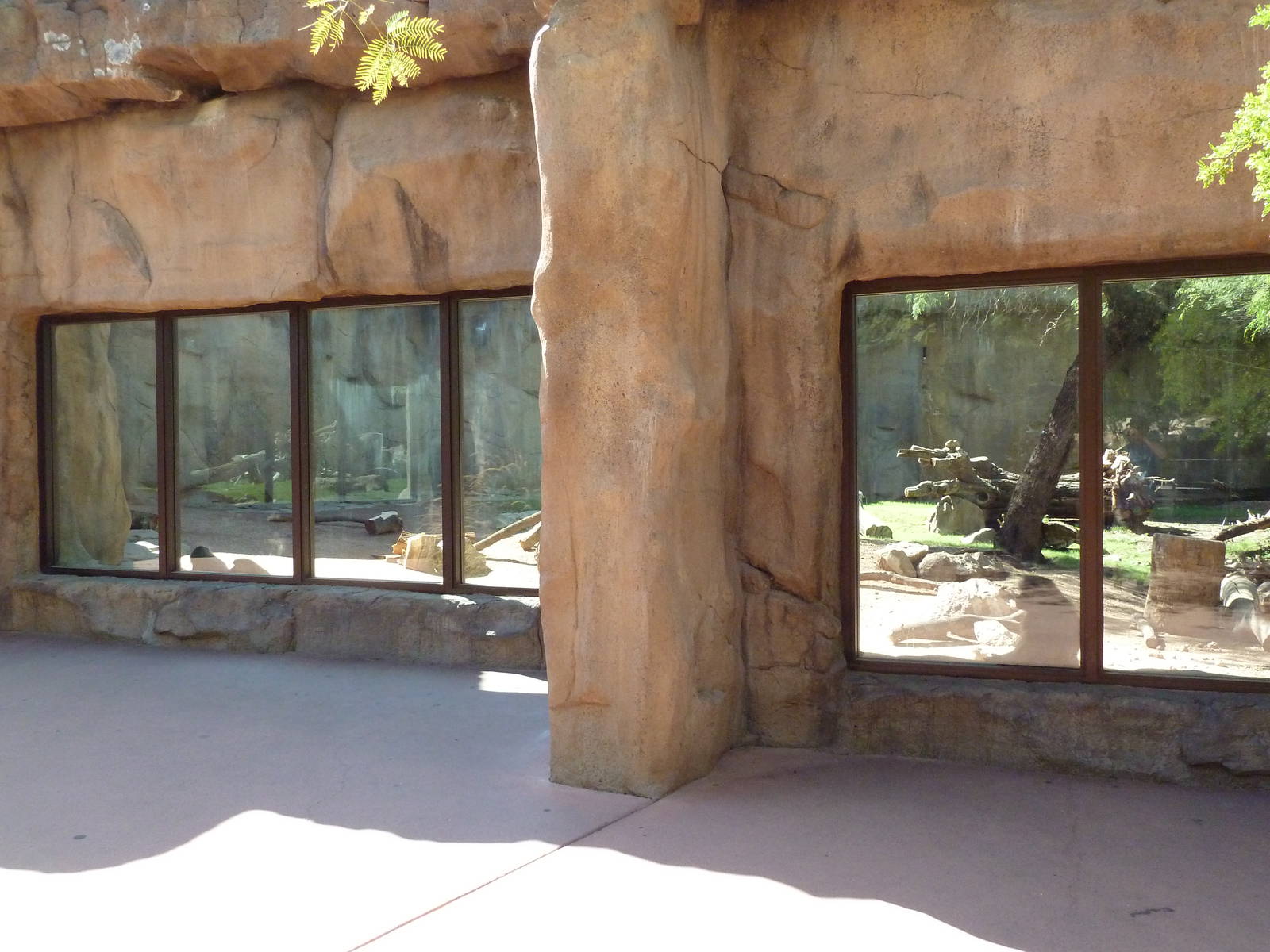 Hamadryas Baboon Exhibit