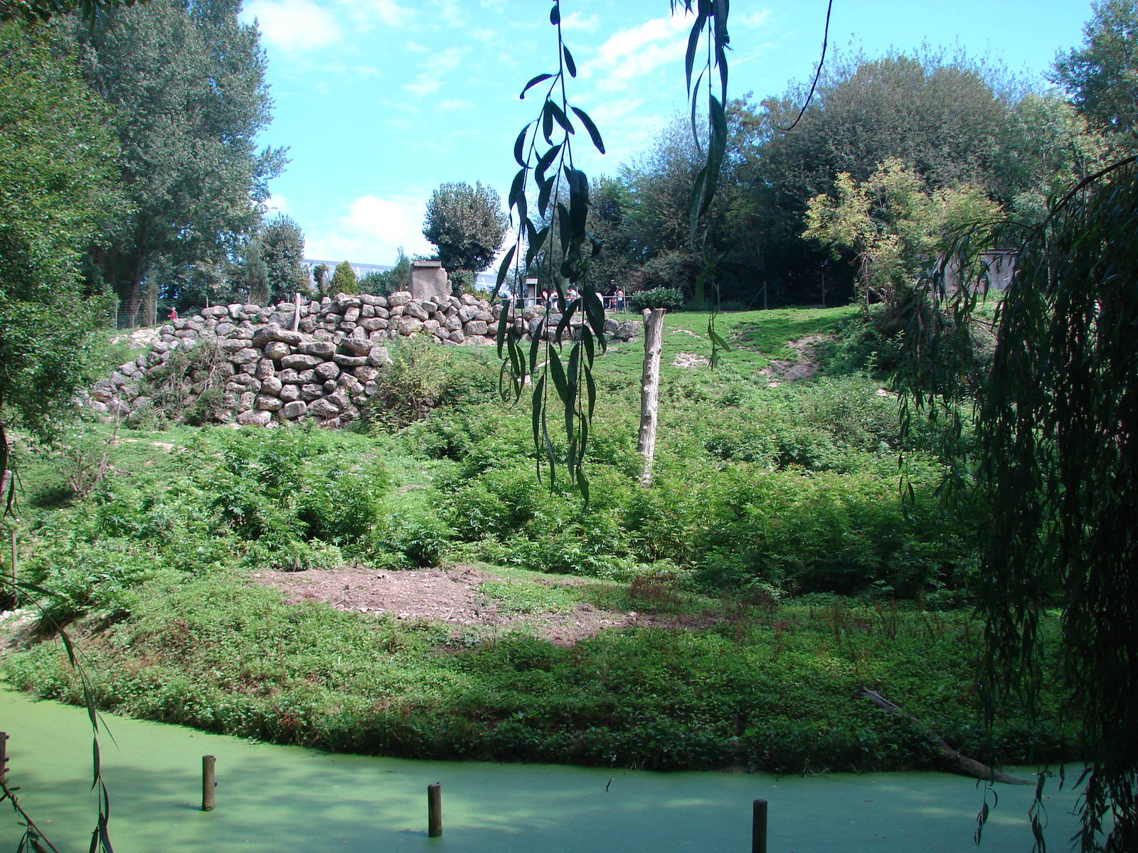 Hamadryas baboon exhibit