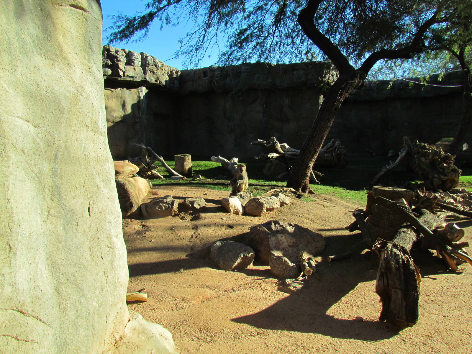 Hamadryas Baboon Exhibit