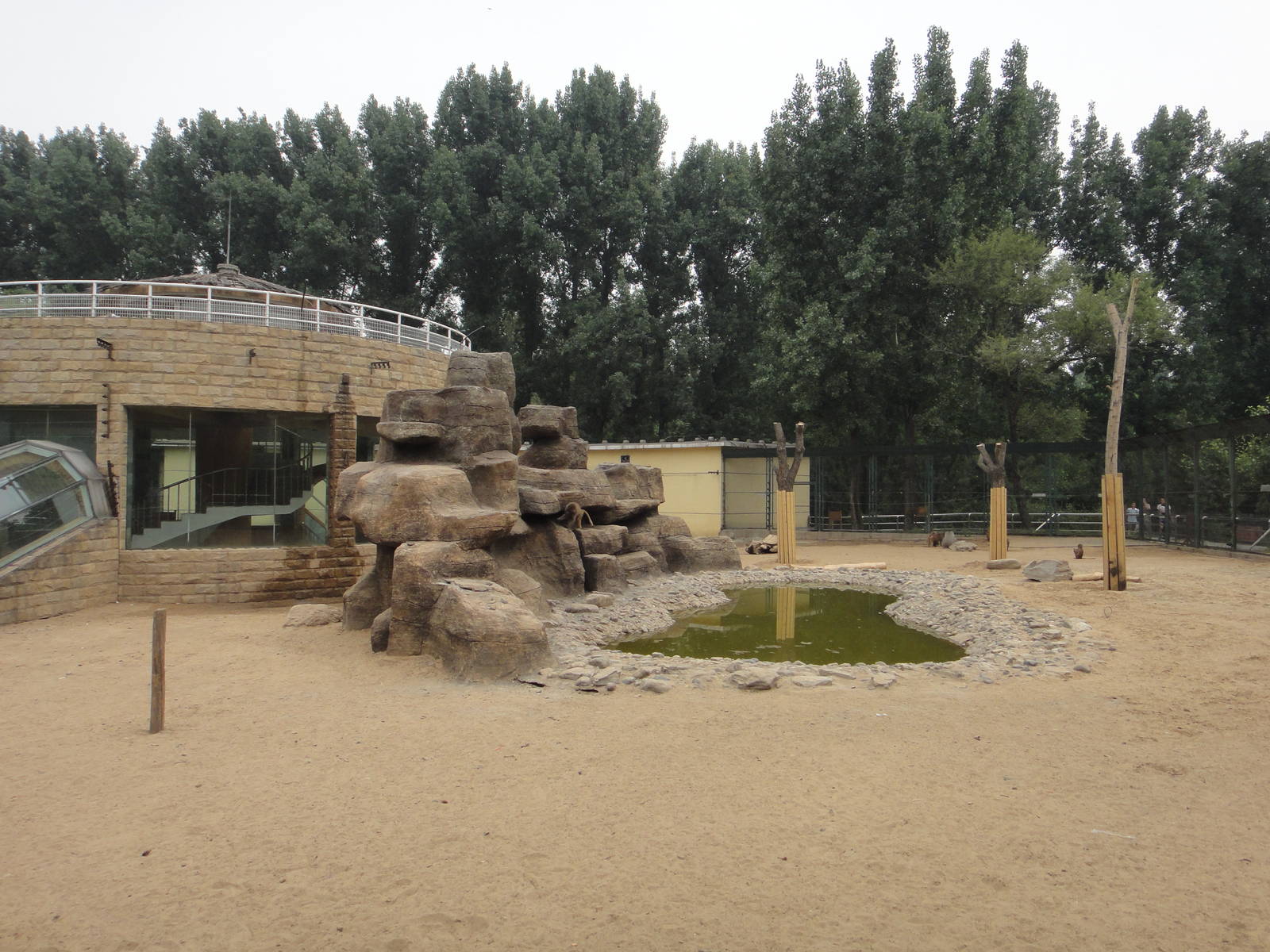 Hamadryas baboon exhibit