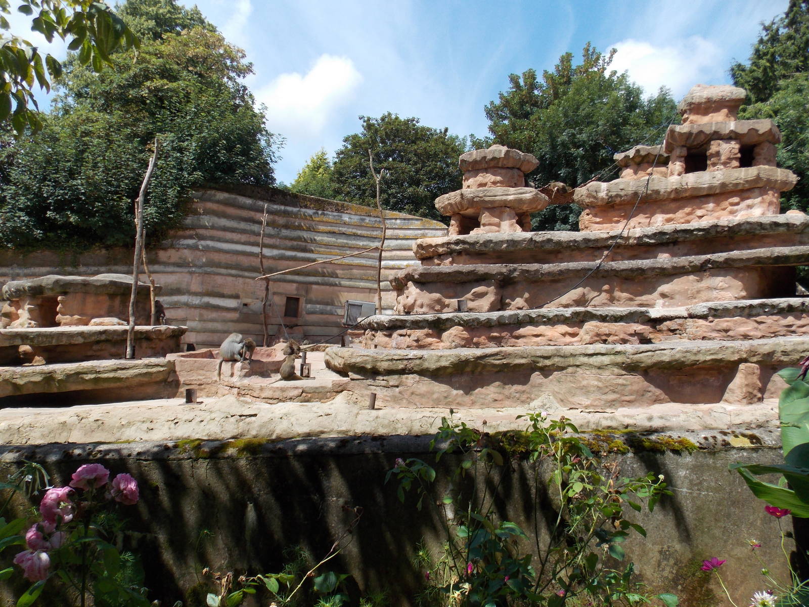 Hamadryas Baboon Exhibit