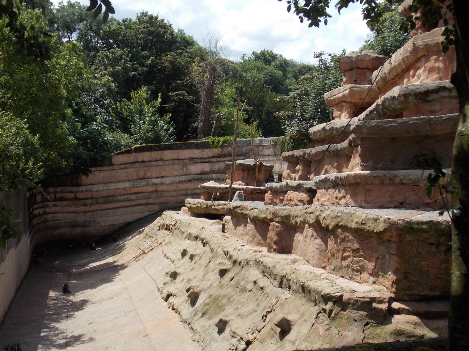 Hamadryas Baboon Exhibit