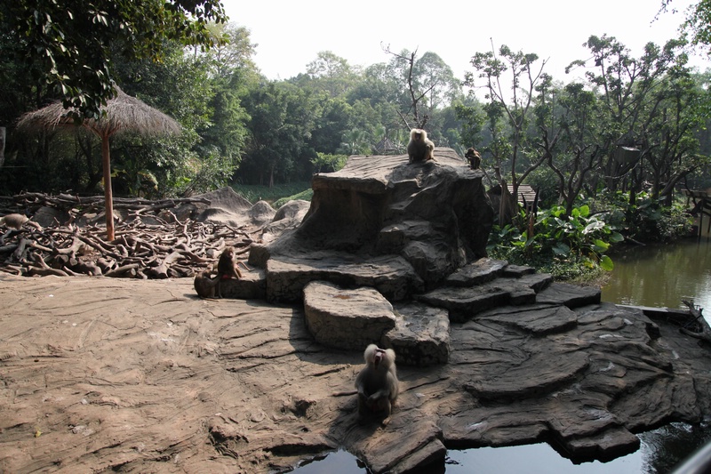 Hamadryas baboon exhibit