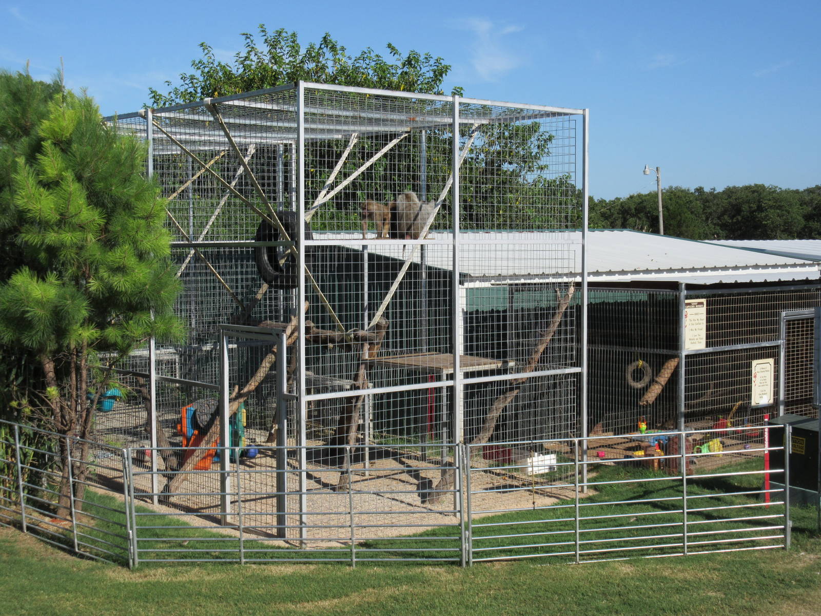 Hamadryas Baboon Exhibit