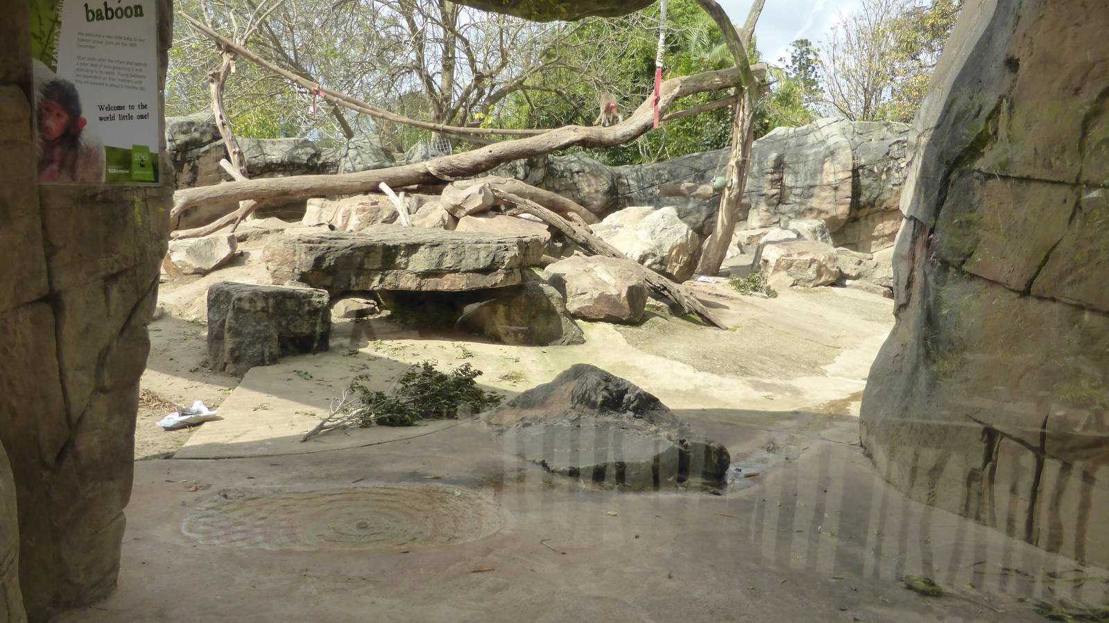 Hamadryas Baboon exhibit