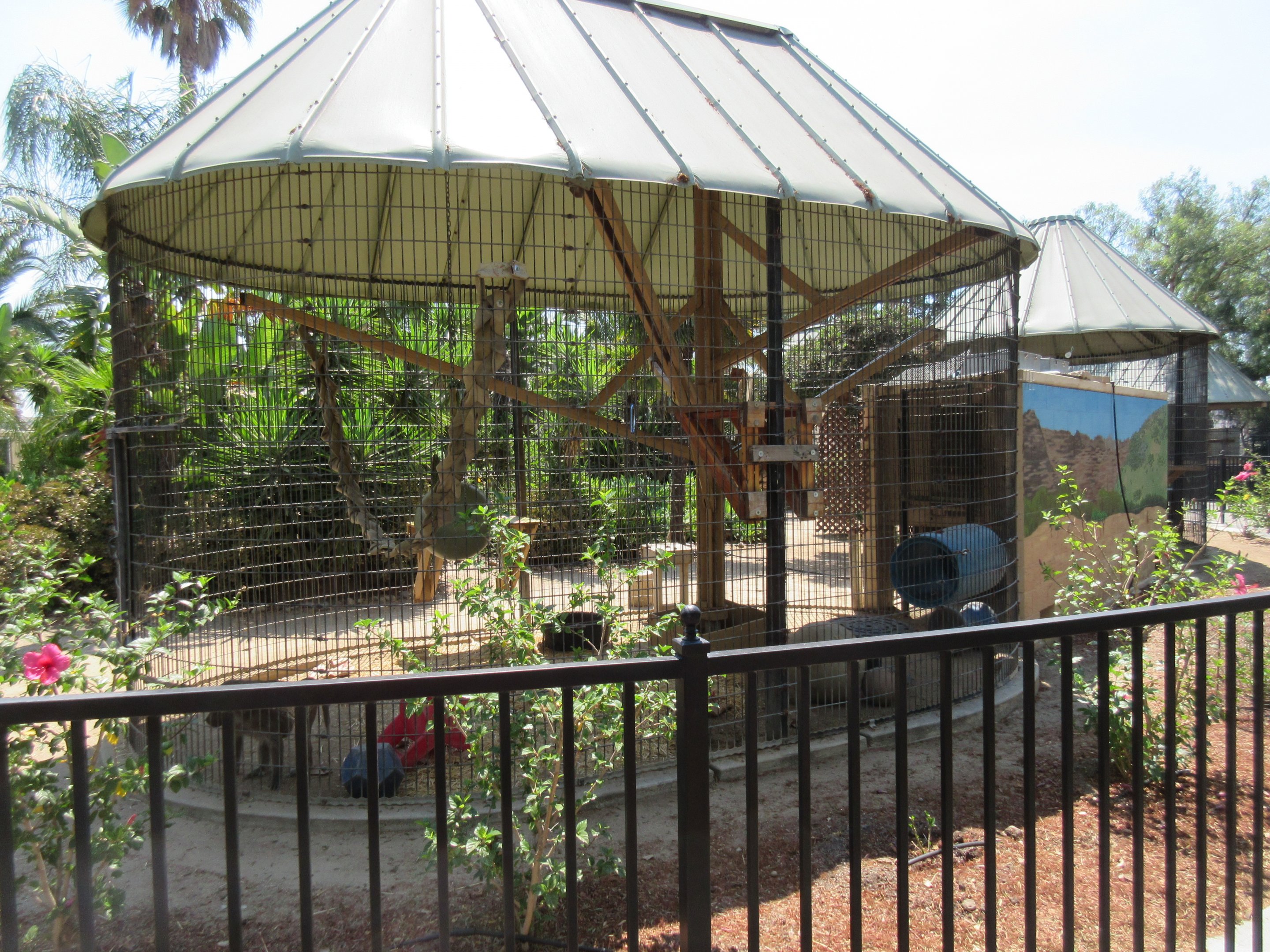 Hamadryas Baboon Exhibit