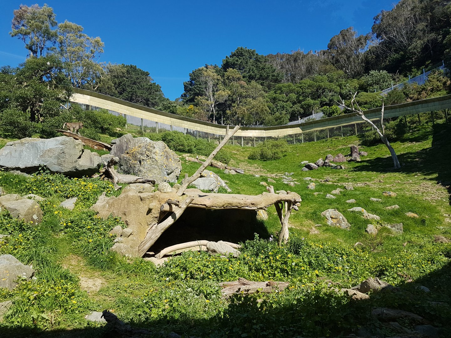 Hamadryas baboon exhibit