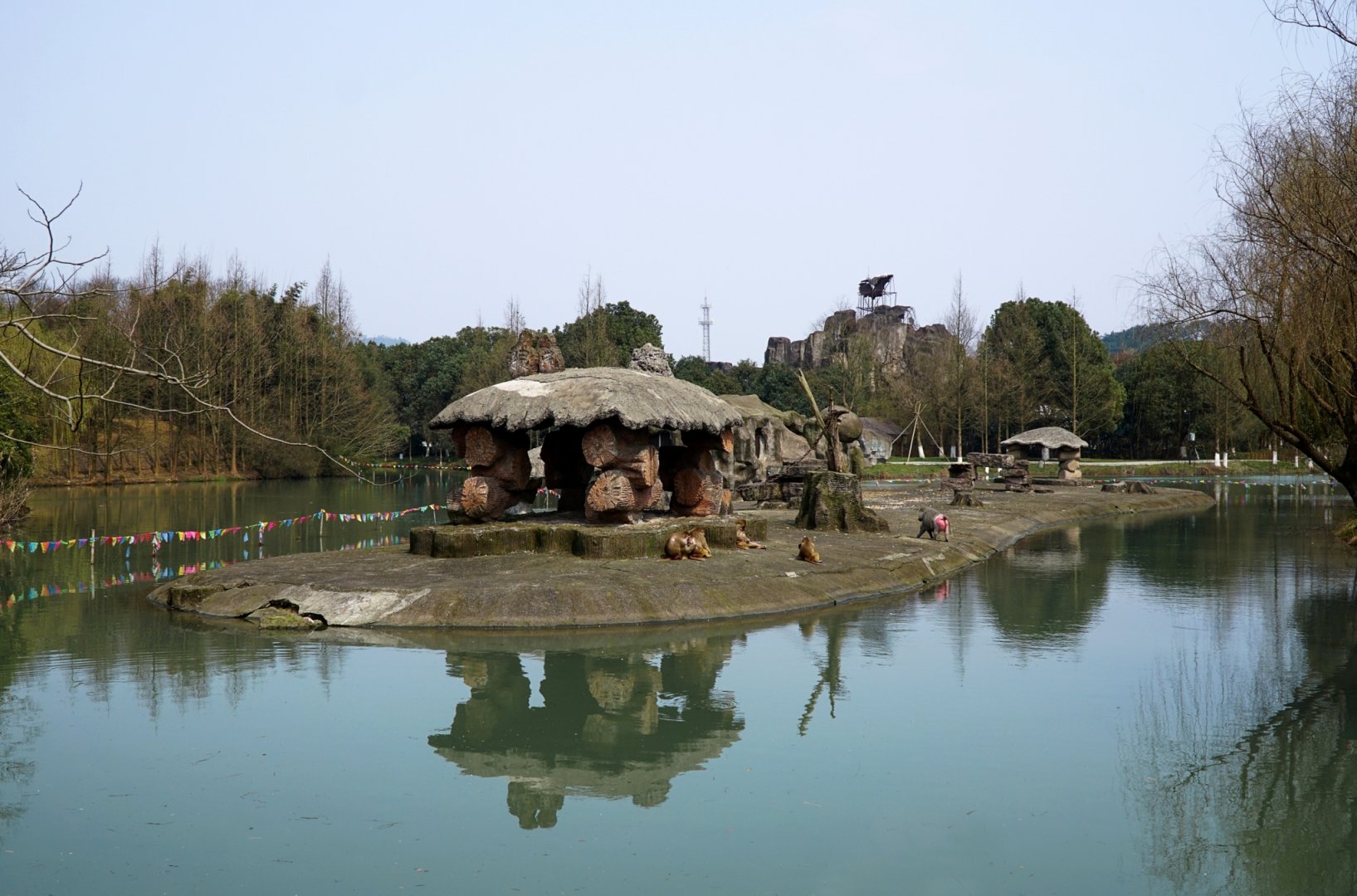 Hamadryas baboon exhibit