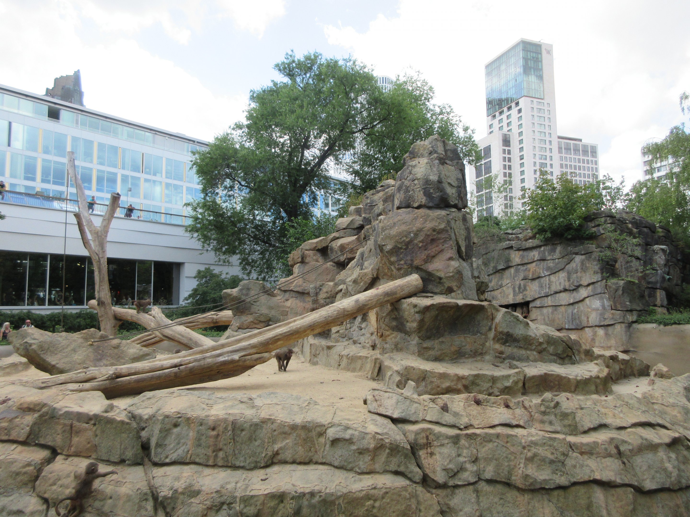 Hamadryas Baboon Exhibit