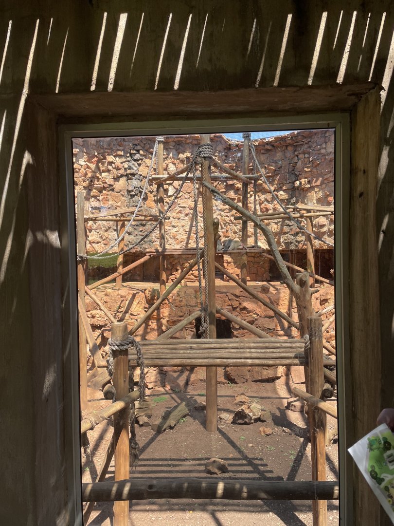 Hamadryas Baboon Exhibit