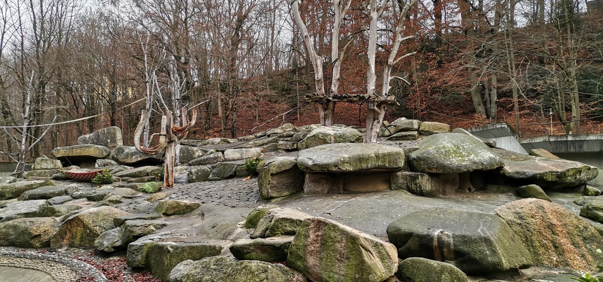 Hamadryas  Baboon exhibit