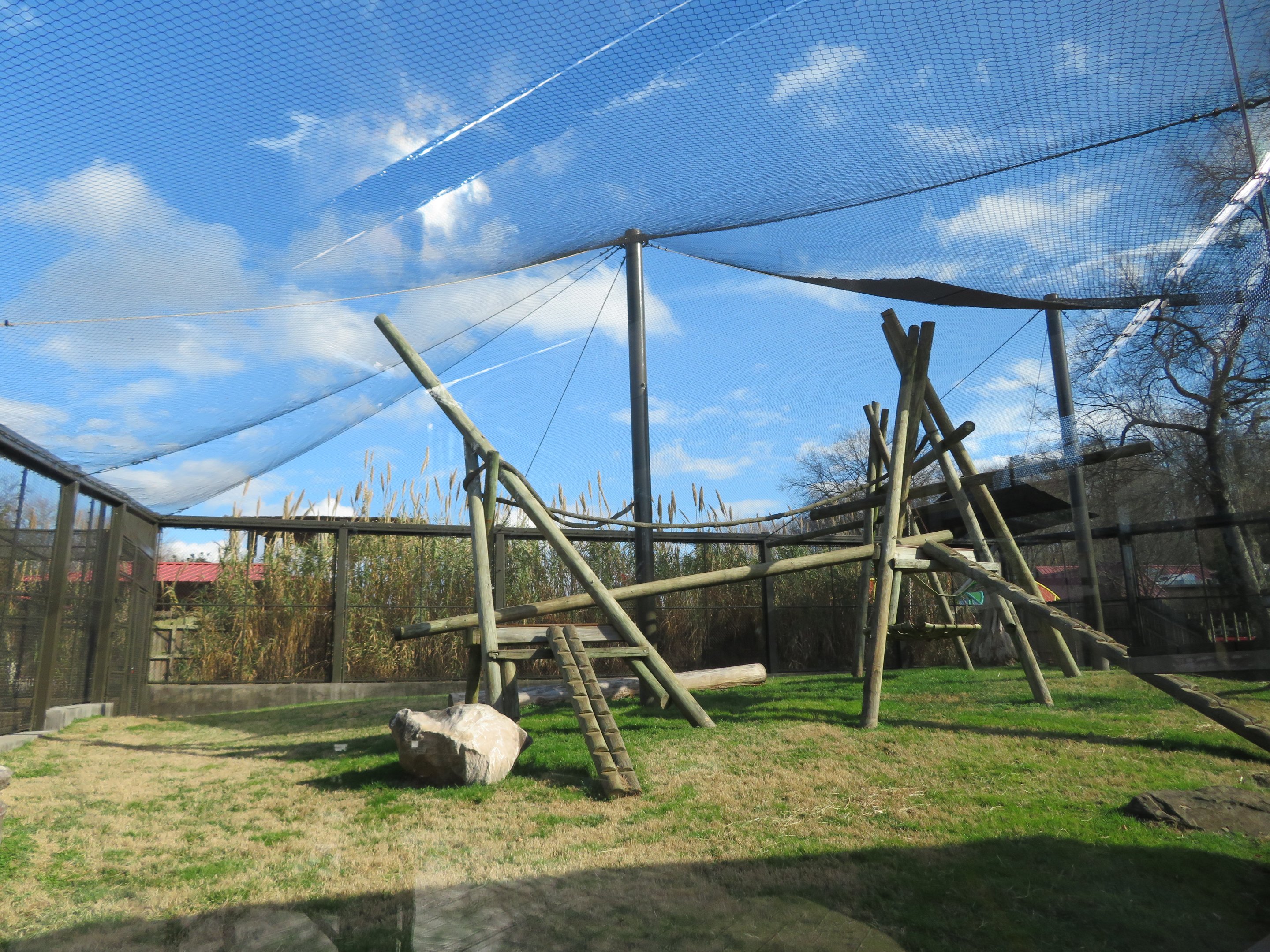 Hamadryas Baboon Exhibit