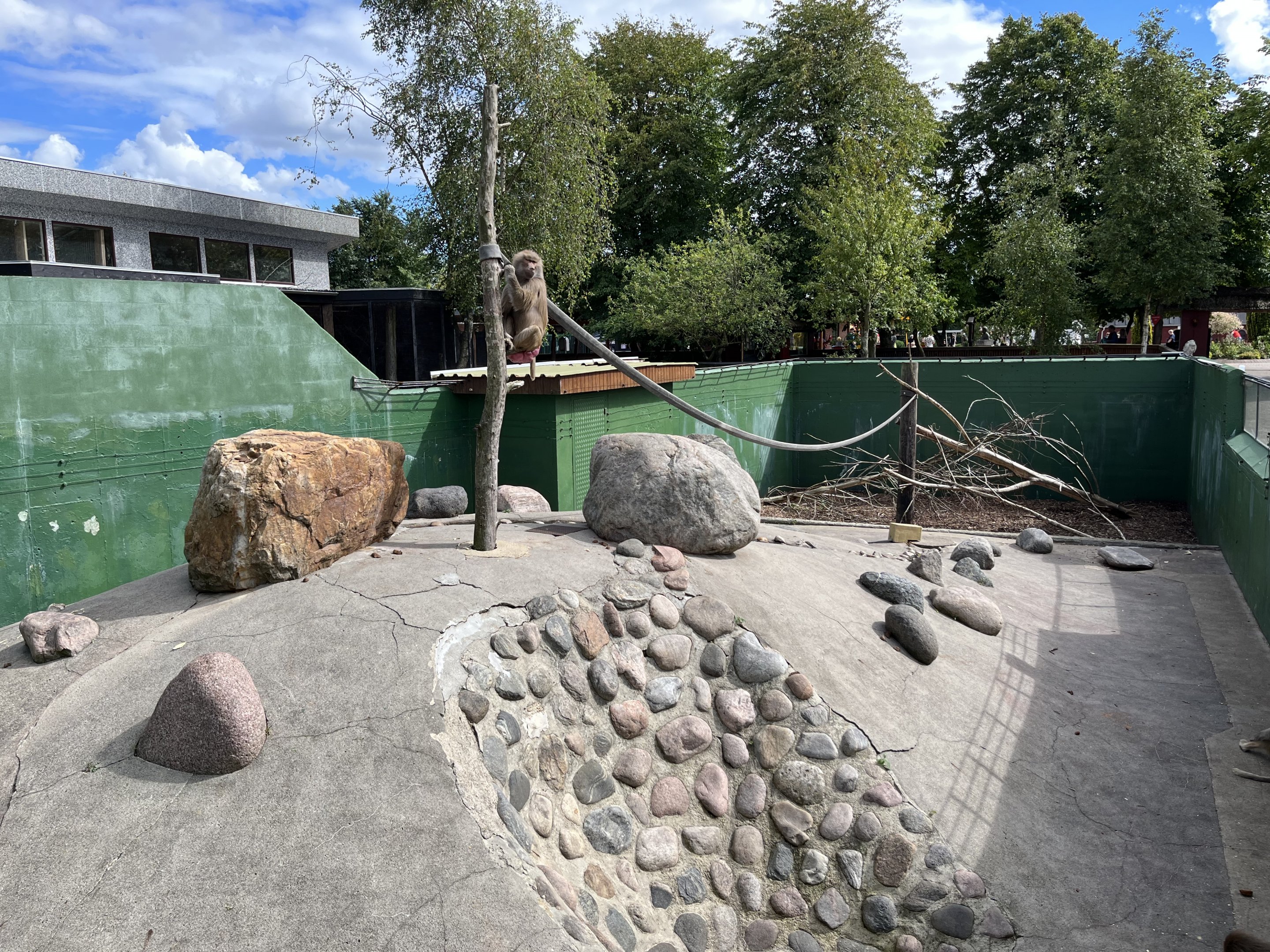 Hamadryas Baboon Exhibit