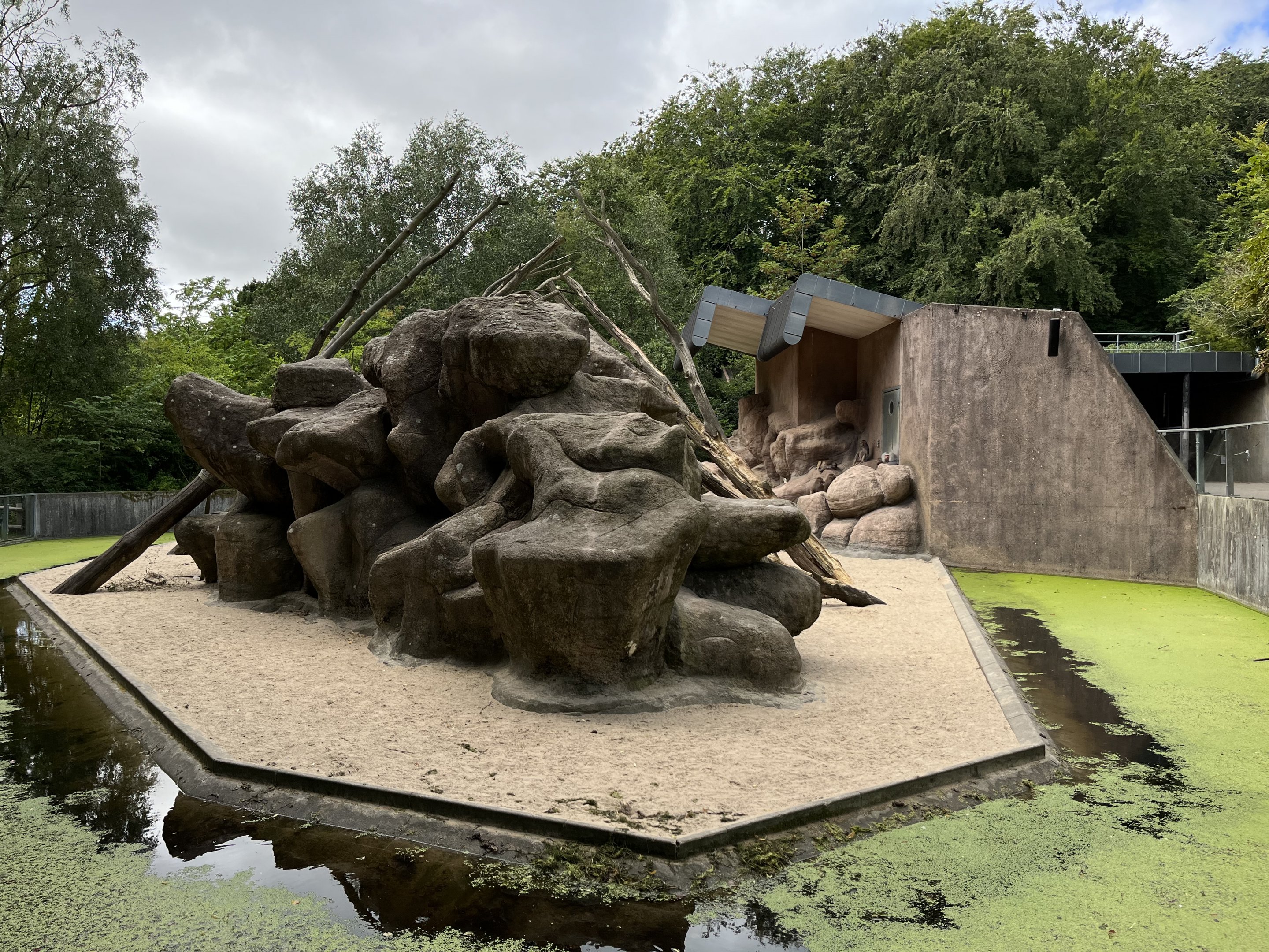 Hamadryas Baboon Exhibit