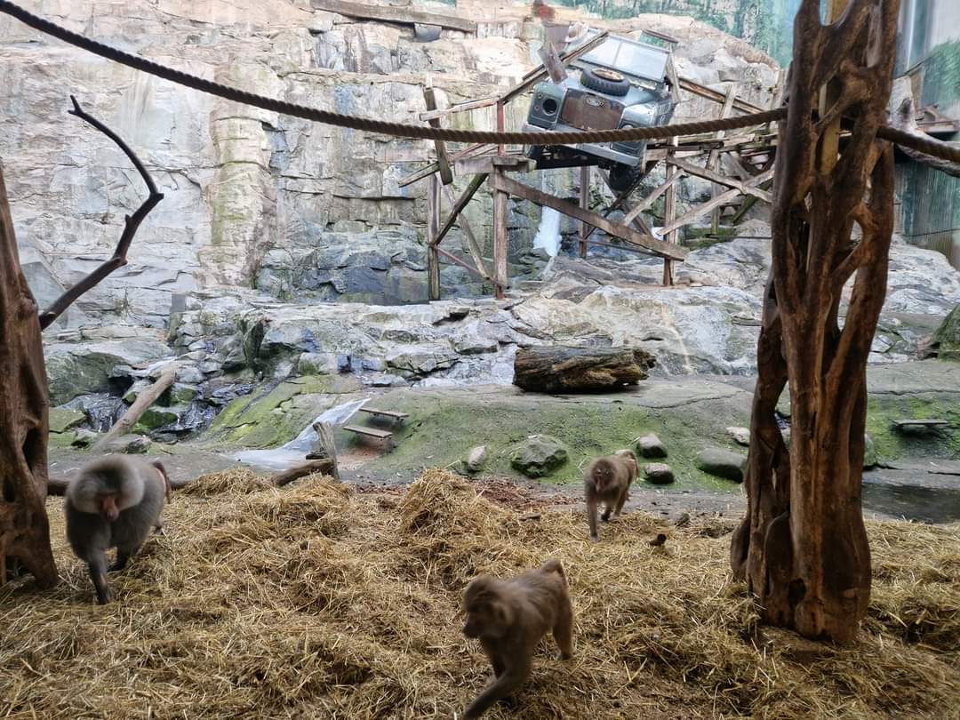 Hamadryas Baboon exhibit