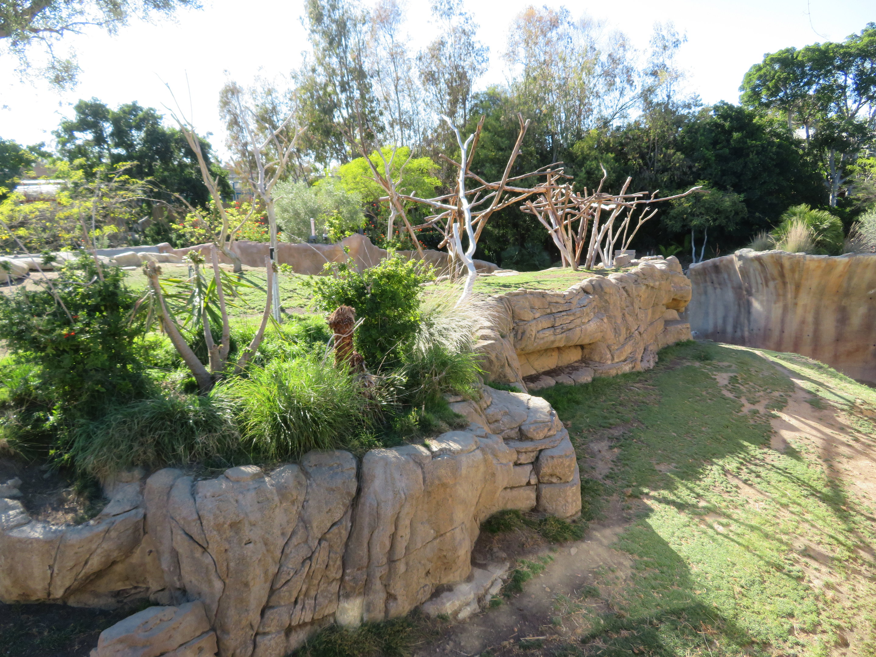 Hamadryas Baboon Exhibit