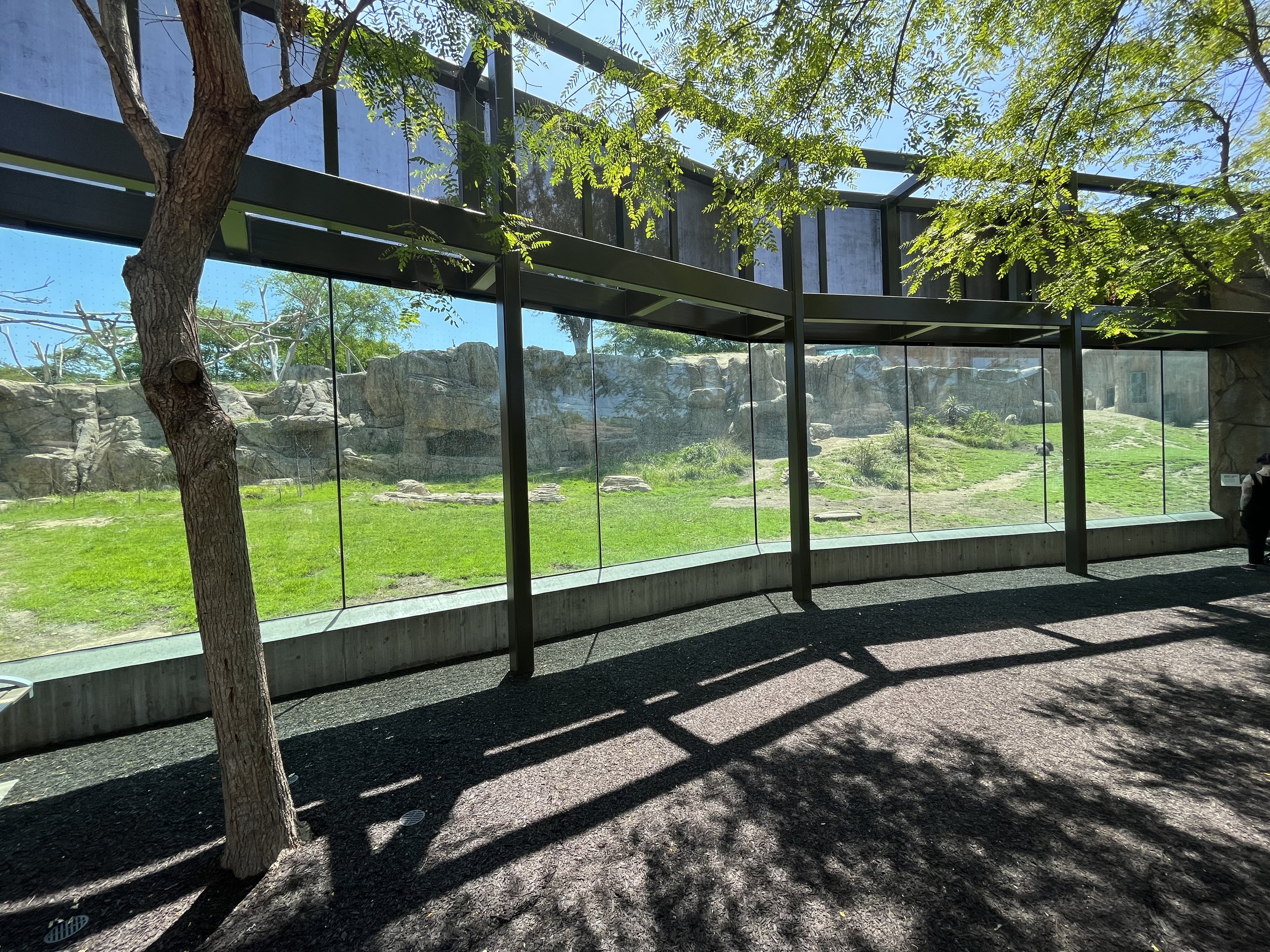 Hamadryas Baboon Exhibit