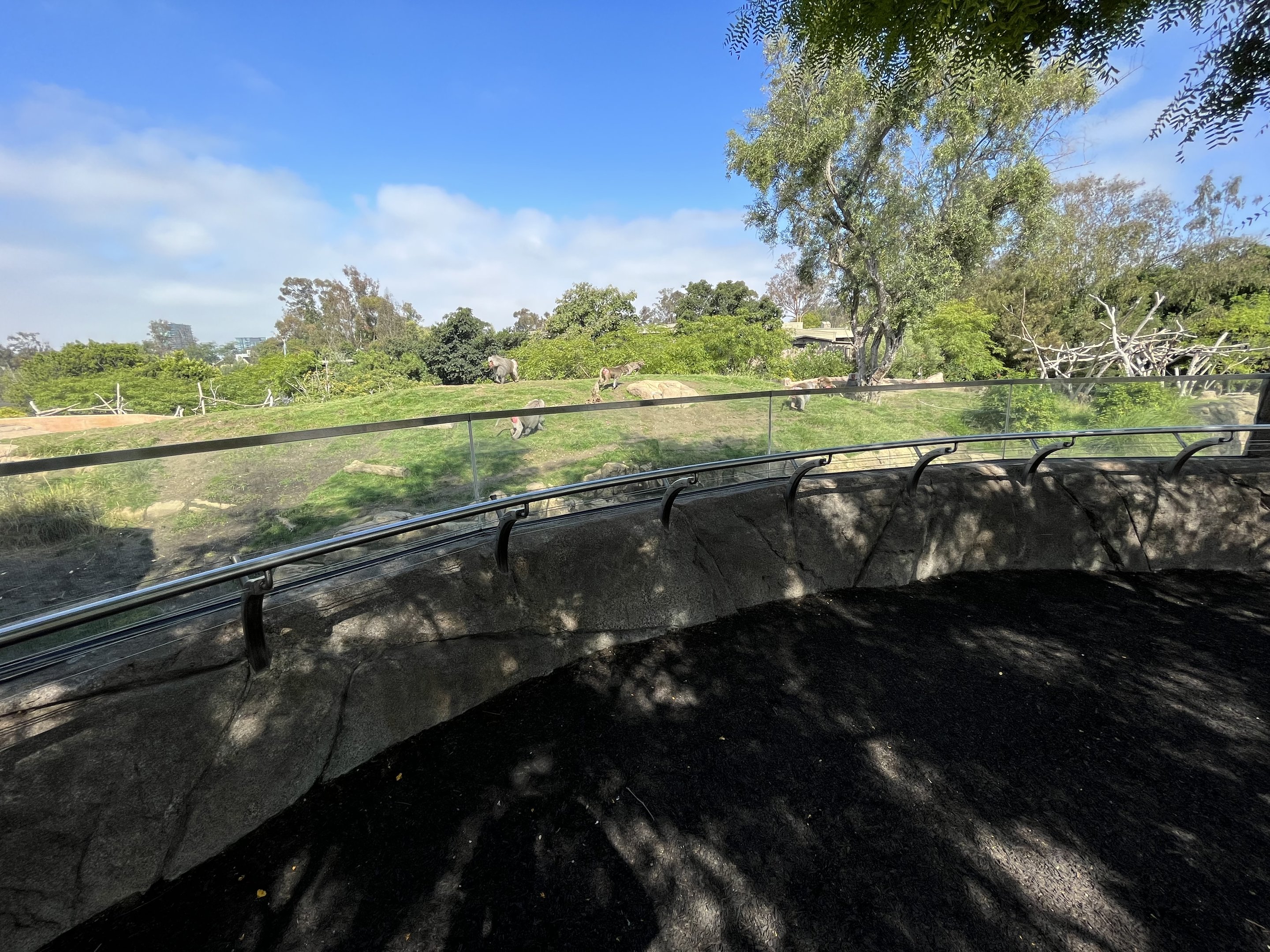 Hamadryas Baboon Exhibit