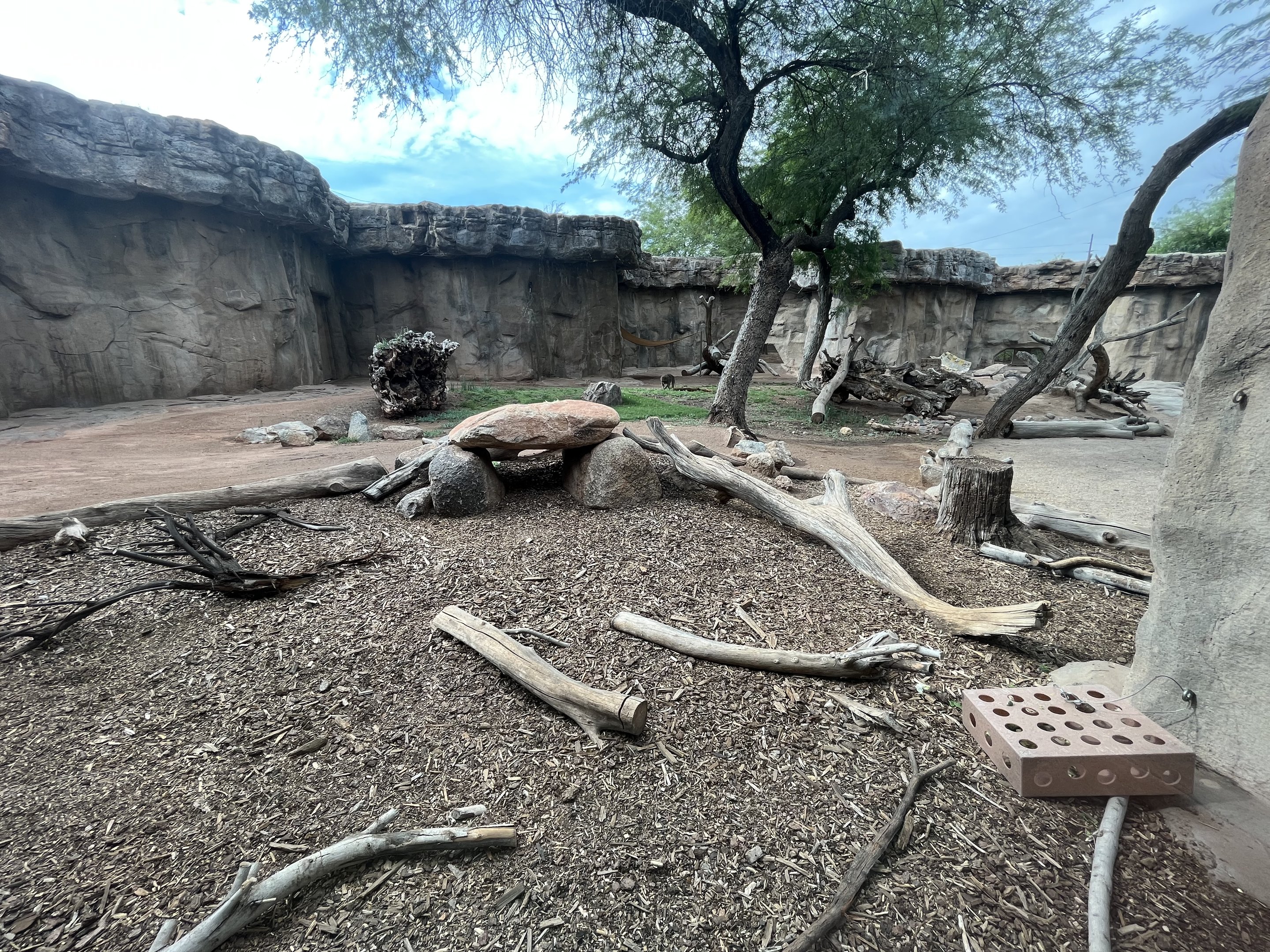 Hamadryas Baboon Exhibit