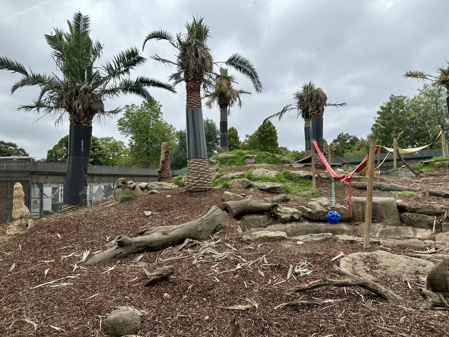 Hamadryas Baboon Exhibit