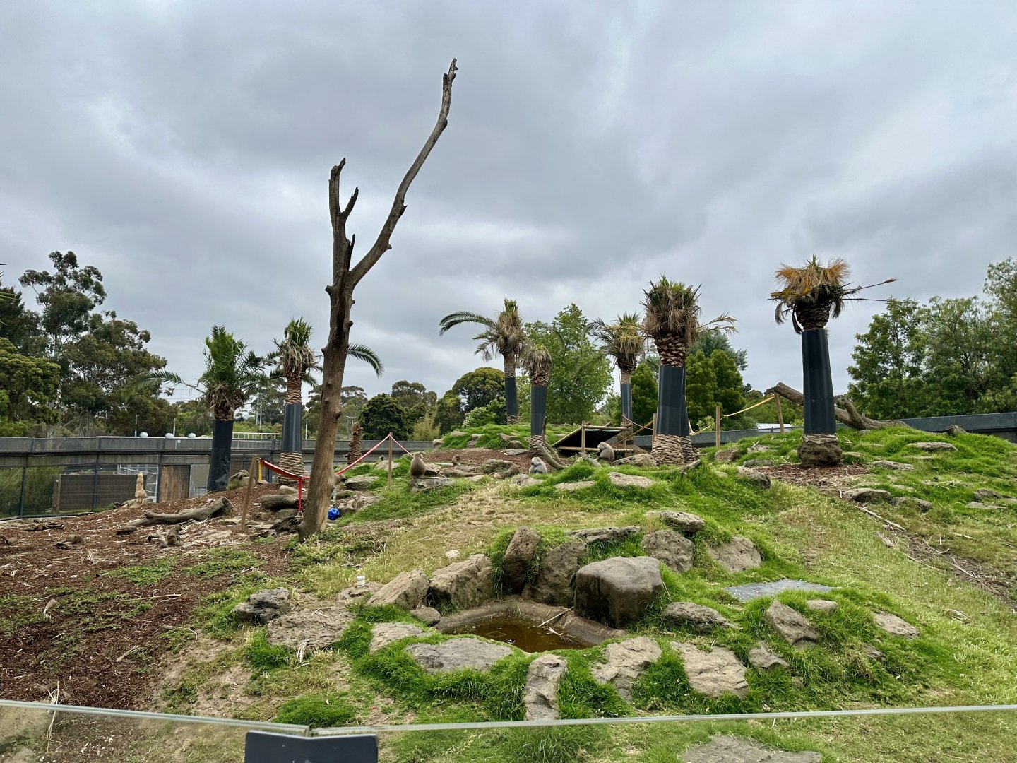 Hamadryas Baboon Exhibit