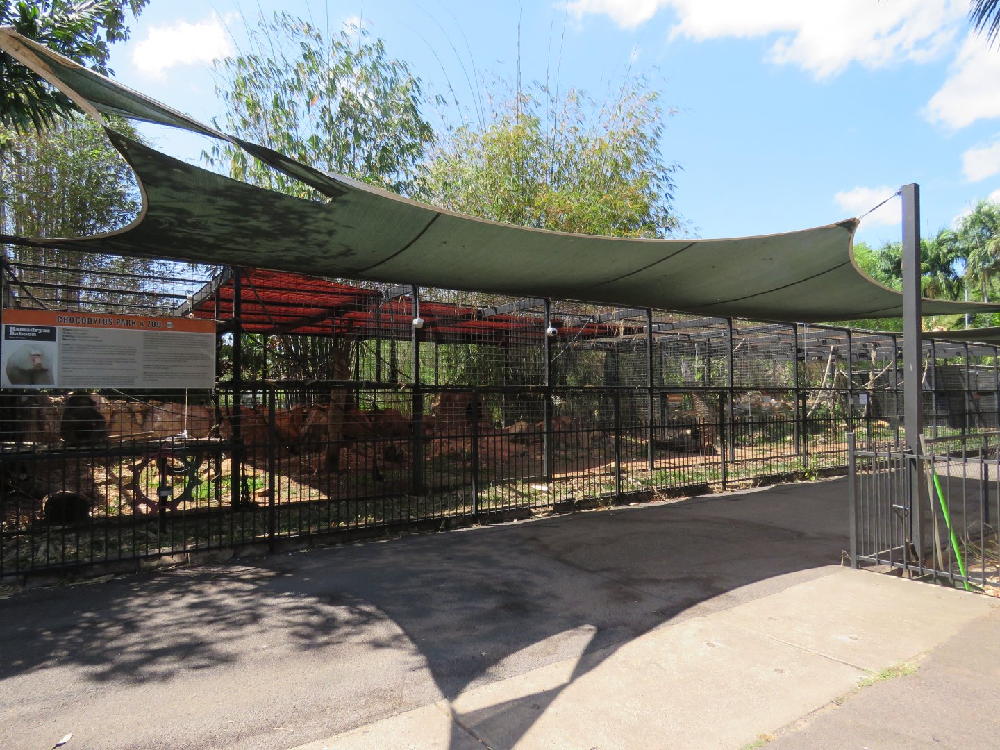 Hamadryas Baboon Exhibit