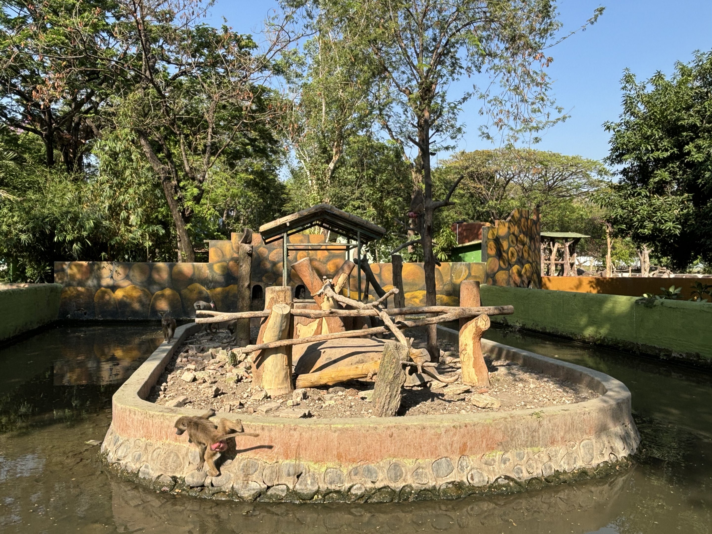 Hamadryas Baboon Exhibit