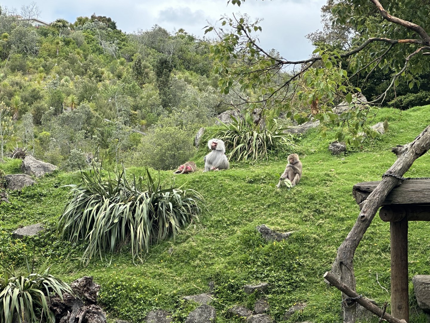 Hamadryas Baboon Exhibit