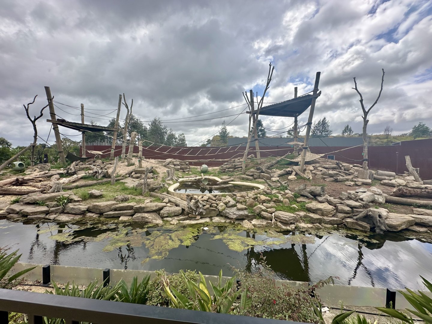 Hamadryas Baboon Exhibit