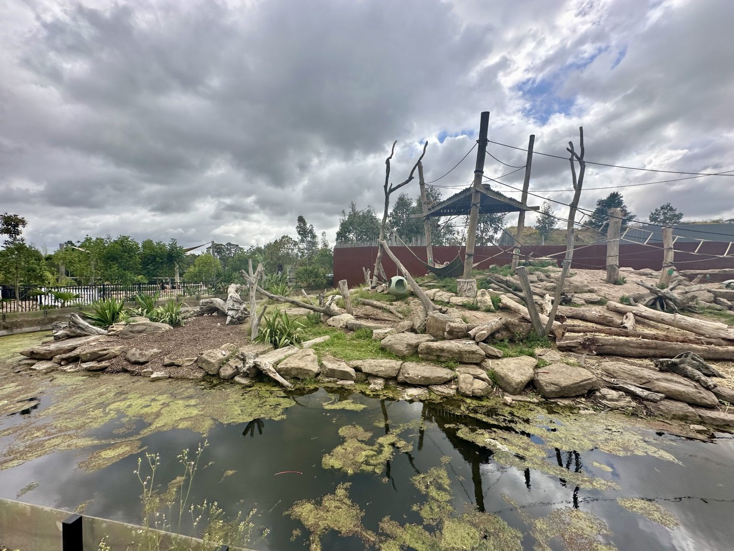 Hamadryas Baboon Exhibit
