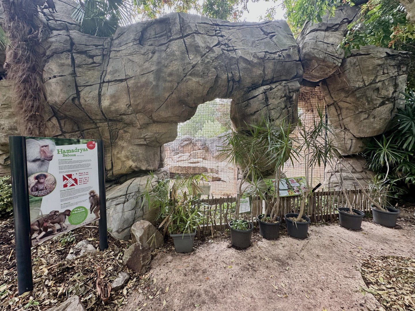 Hamadryas Baboon Exhibit