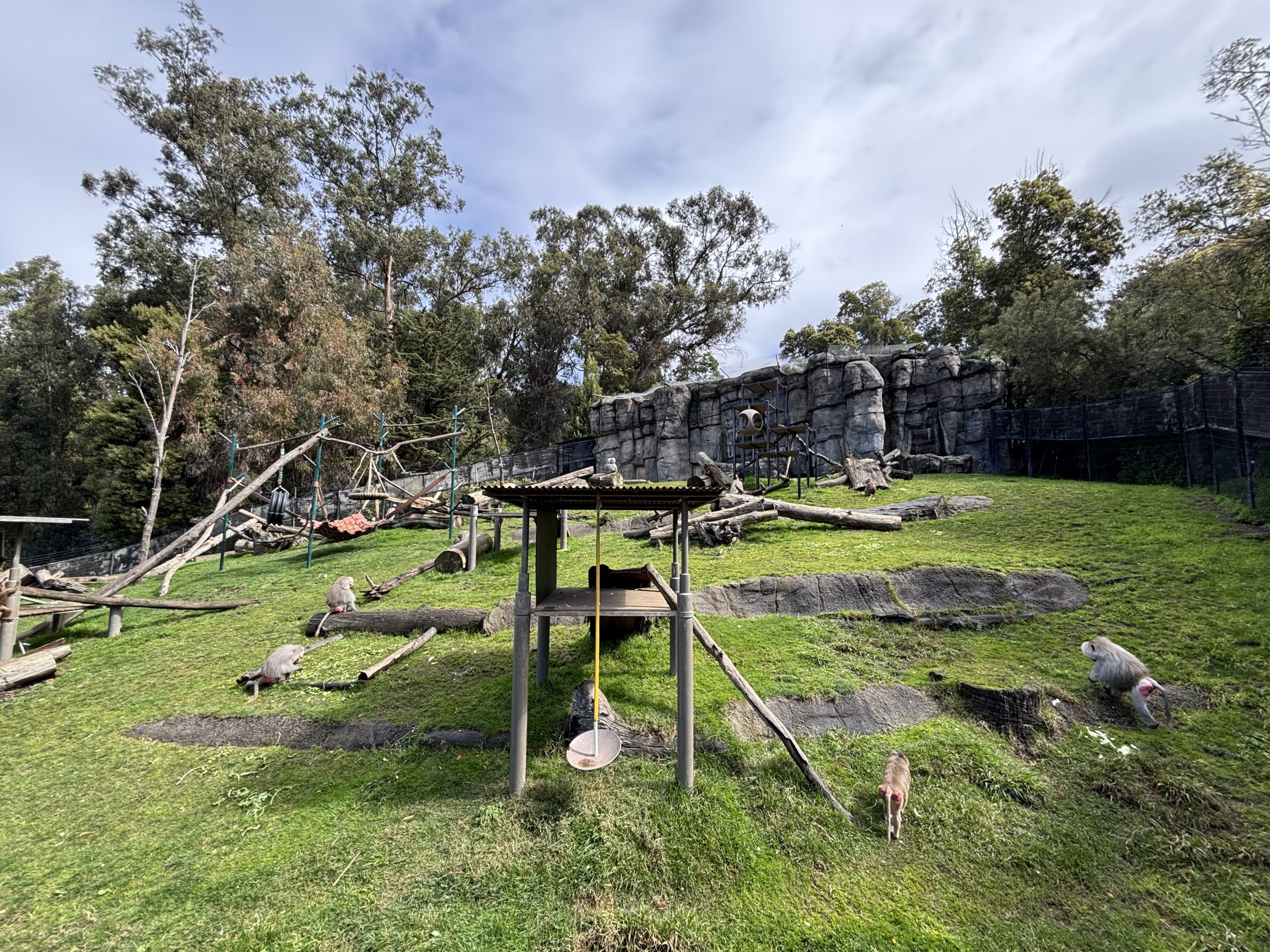 Hamadryas Baboon Exhibit