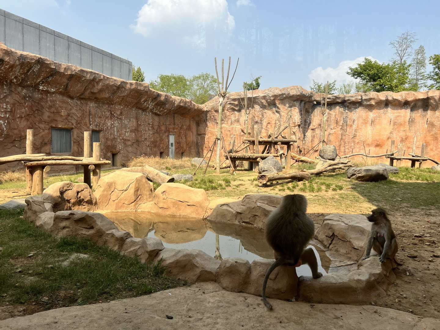 Hamadryas Baboon Exhibit