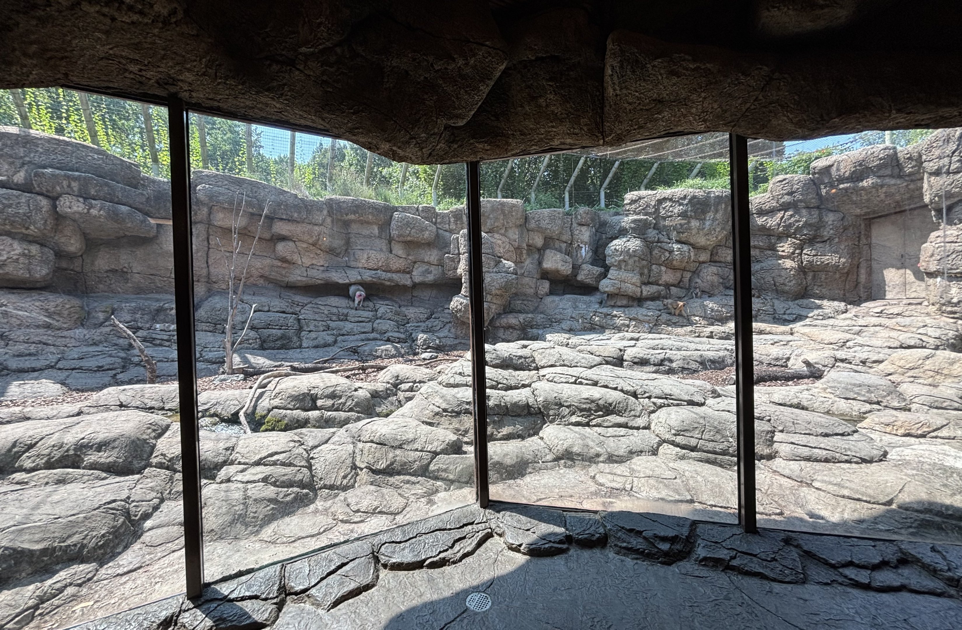 Hamadryas Baboon Exhibit