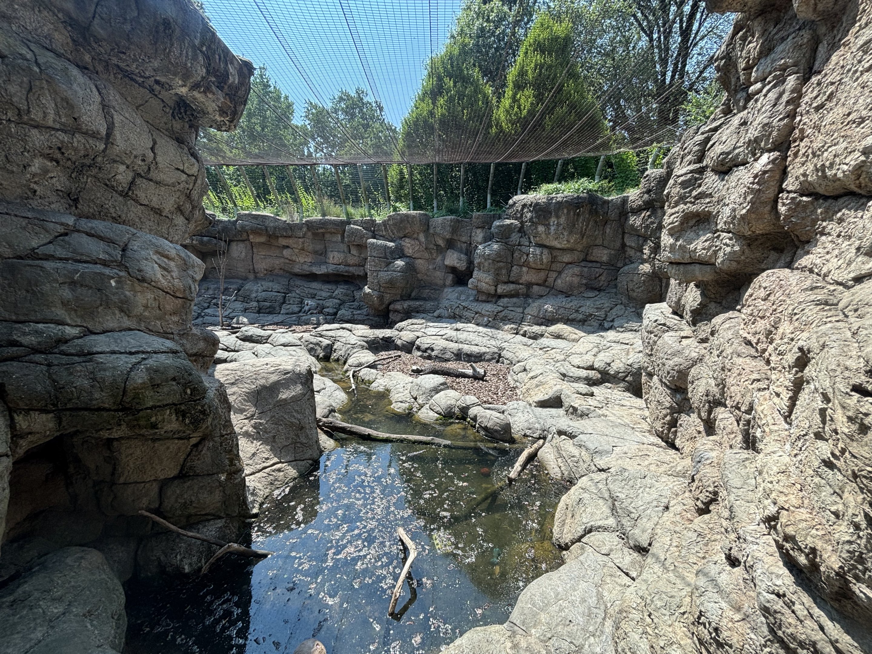 Hamadryas Baboon Exhibit