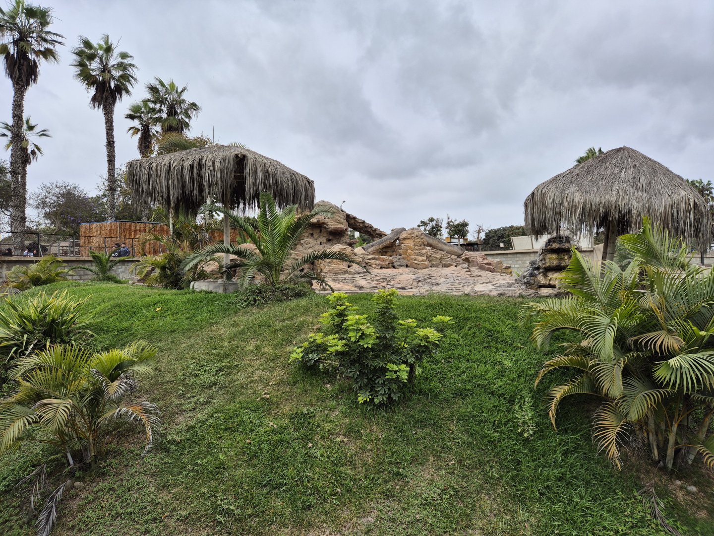 Hamadryas Baboon exhibit