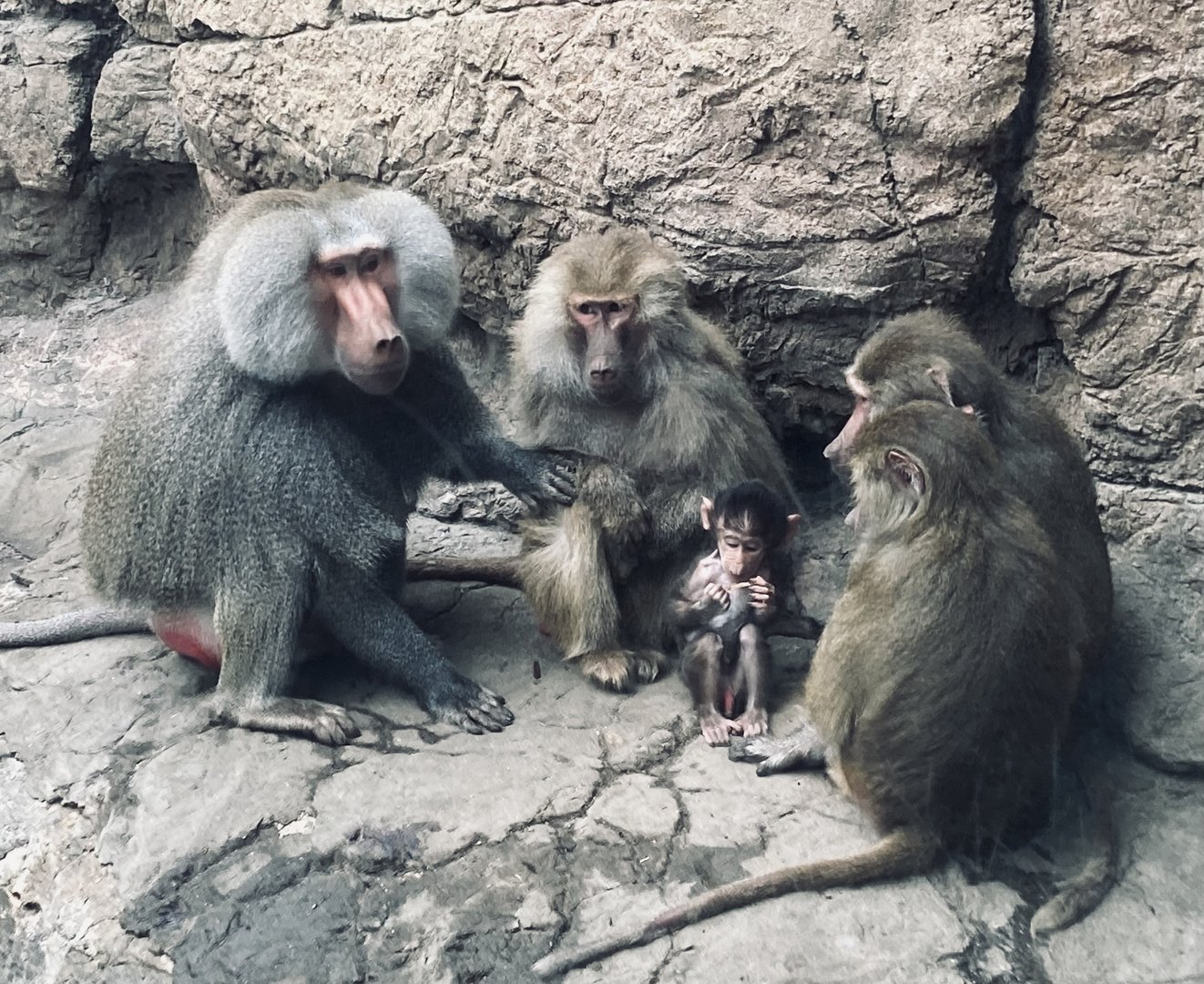Hamadryas Baboon Family Group