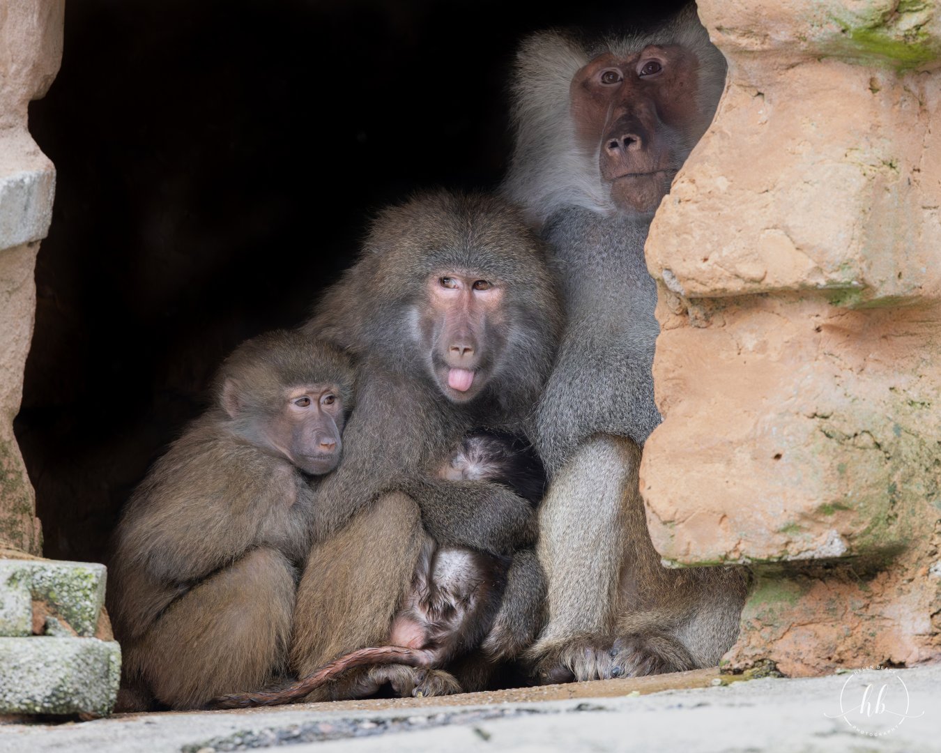 Hamadryas Baboon family / Paignton / 15-3-24