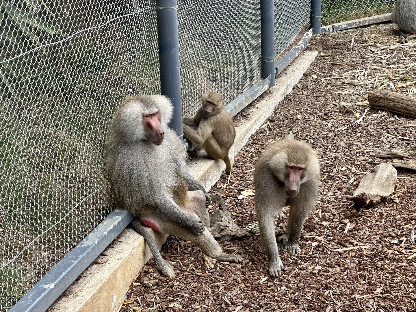 Hamadryas baboon (family)