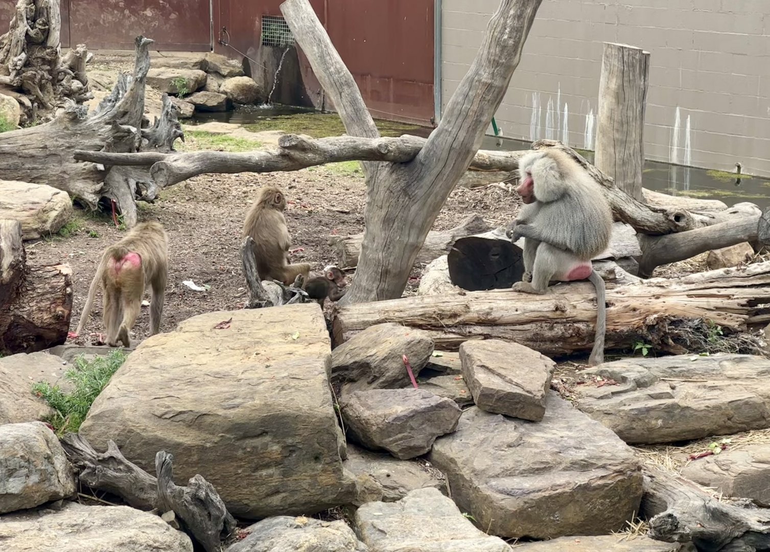 Hamadryas Baboon Family
