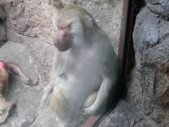 Hamadryas Baboon Female