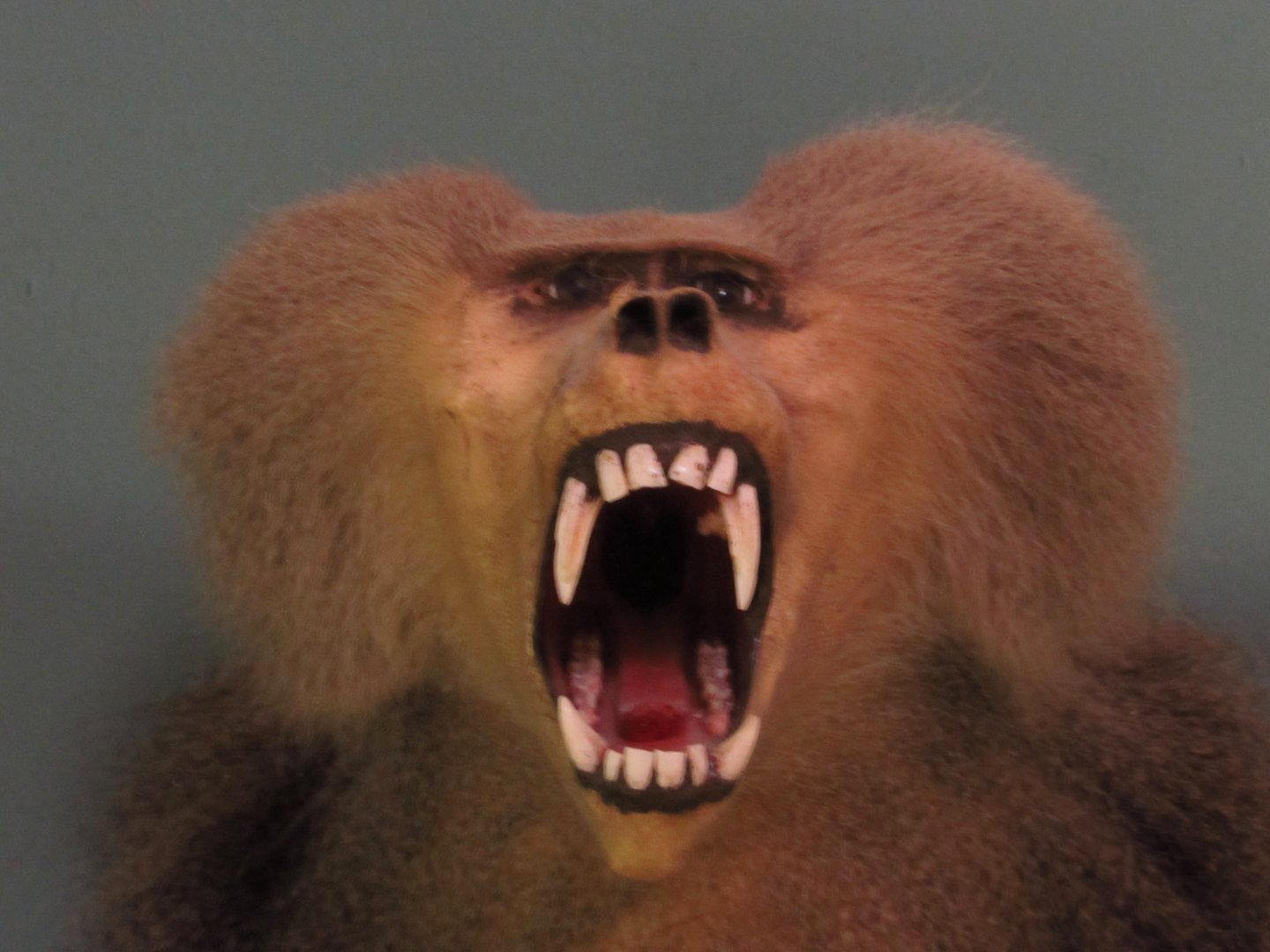Hamadryas Baboon Front Closeup