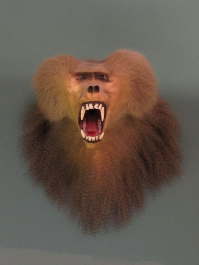 Hamadryas Baboon Front